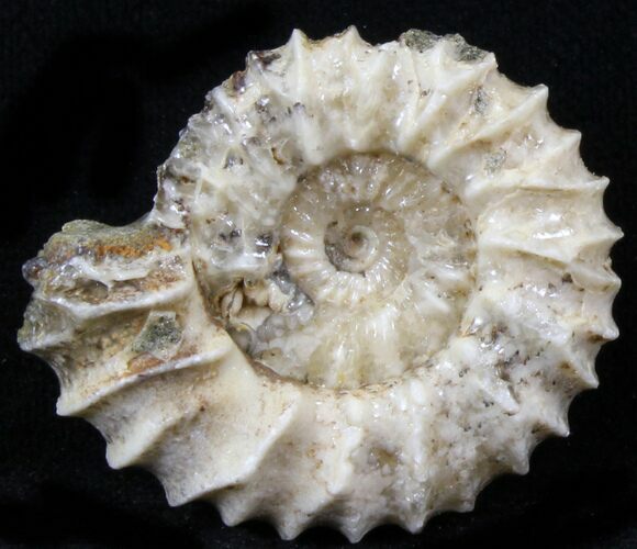 Pavlovia Ammonite Fossil - Siberia #29706